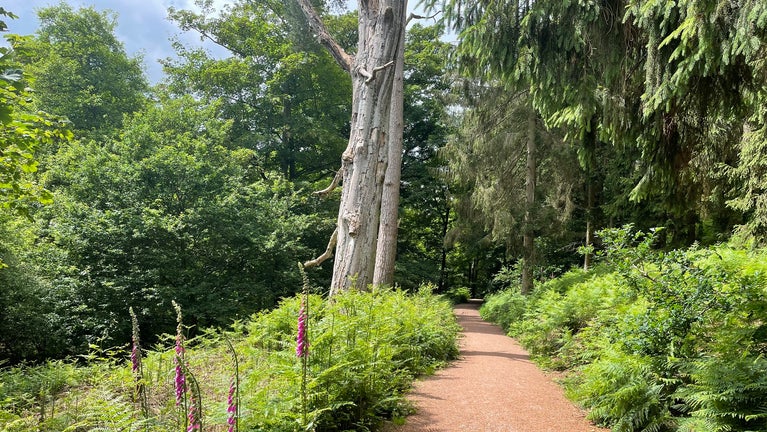 Path through the woods with foxgloves and summer foliage